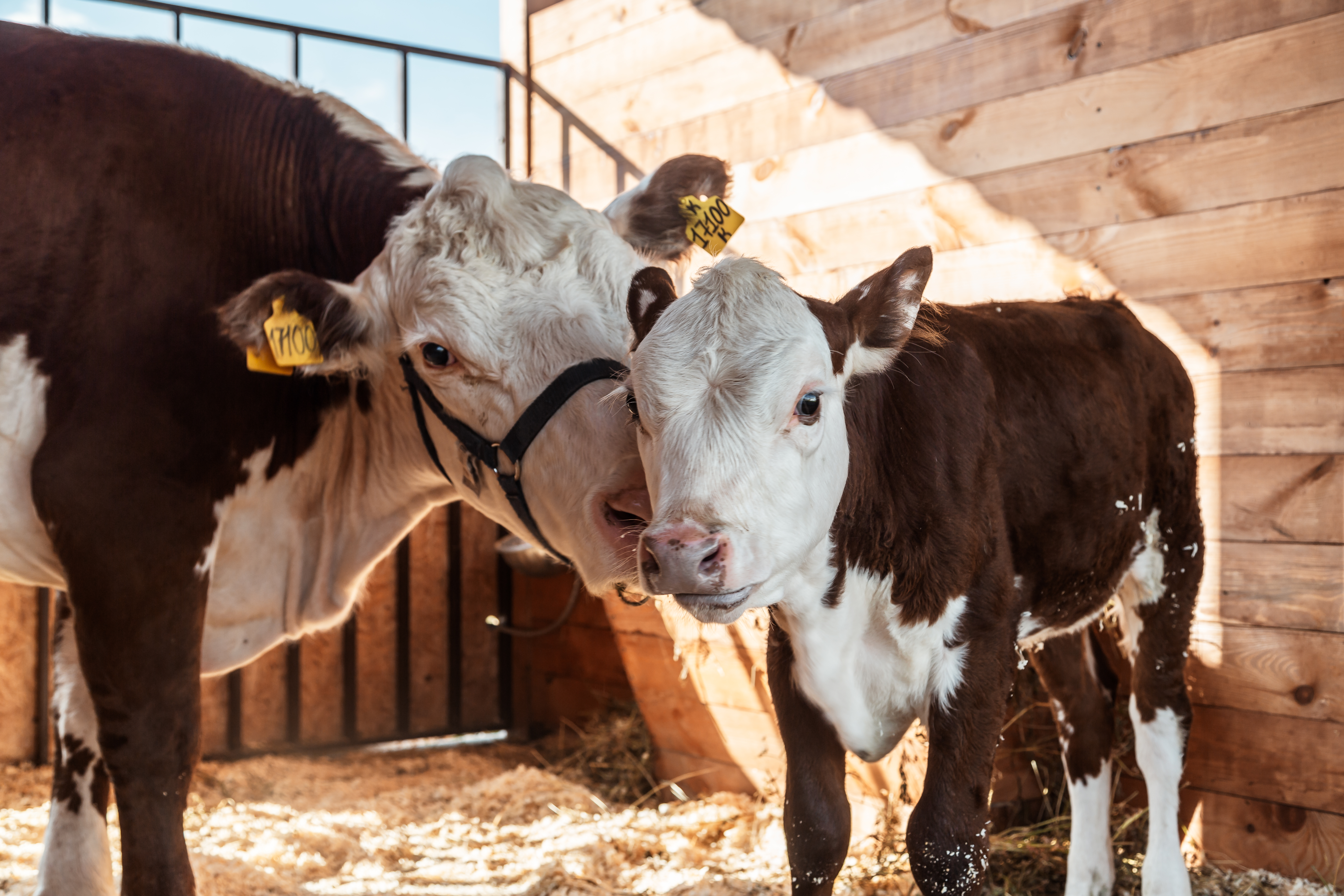 Uso de Propionato de Cromo em Vacas de Corte Aumenta Safra de Bezerros em Mais de 10%